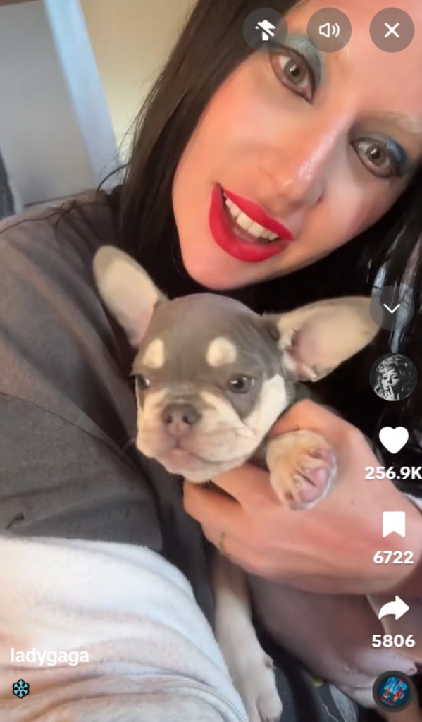 Lady Gaga da la bienvenida al primer cachorro nuevo desde el incidente de secuestro de perros de 2021