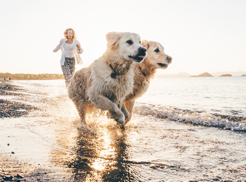 Chewy dog sunscreen best sale