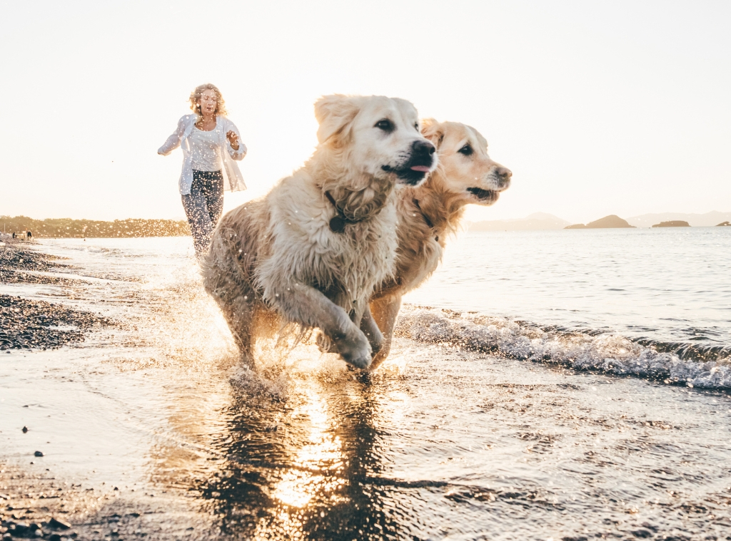 Shop Pet SPF - hero photos