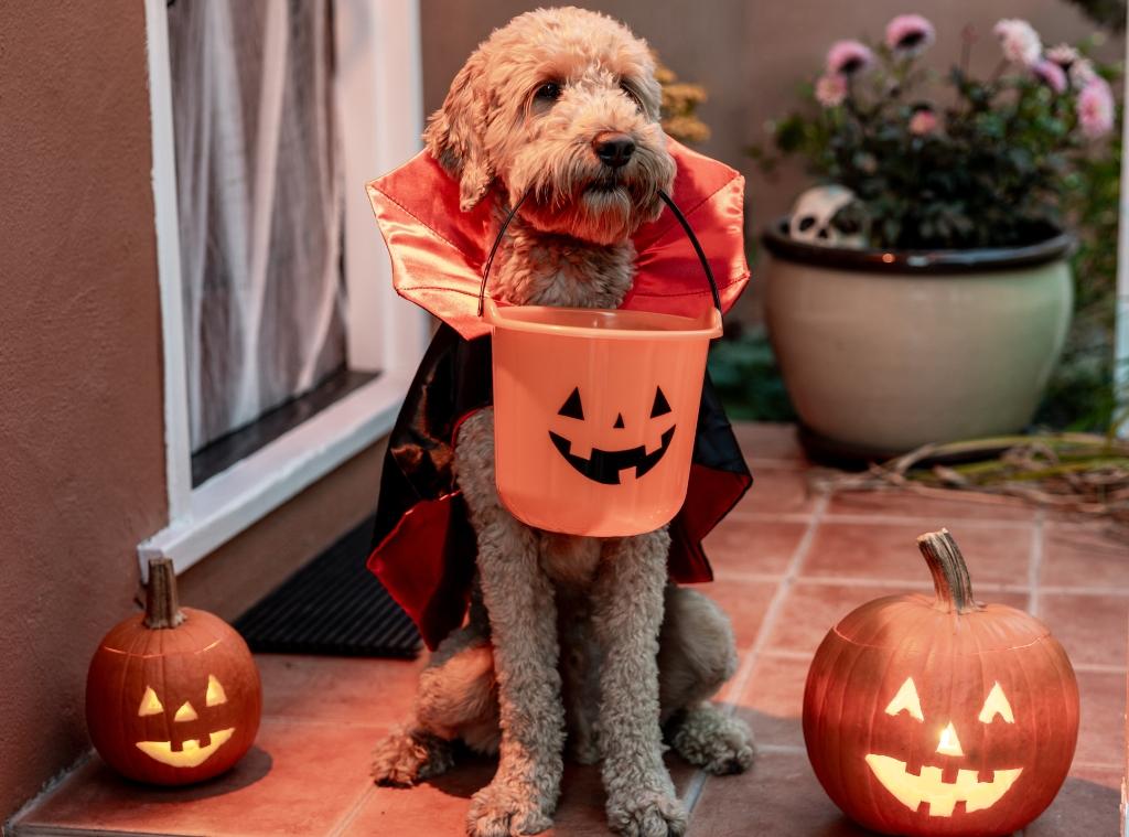 Shop Pet Halloween Costumes - hero images