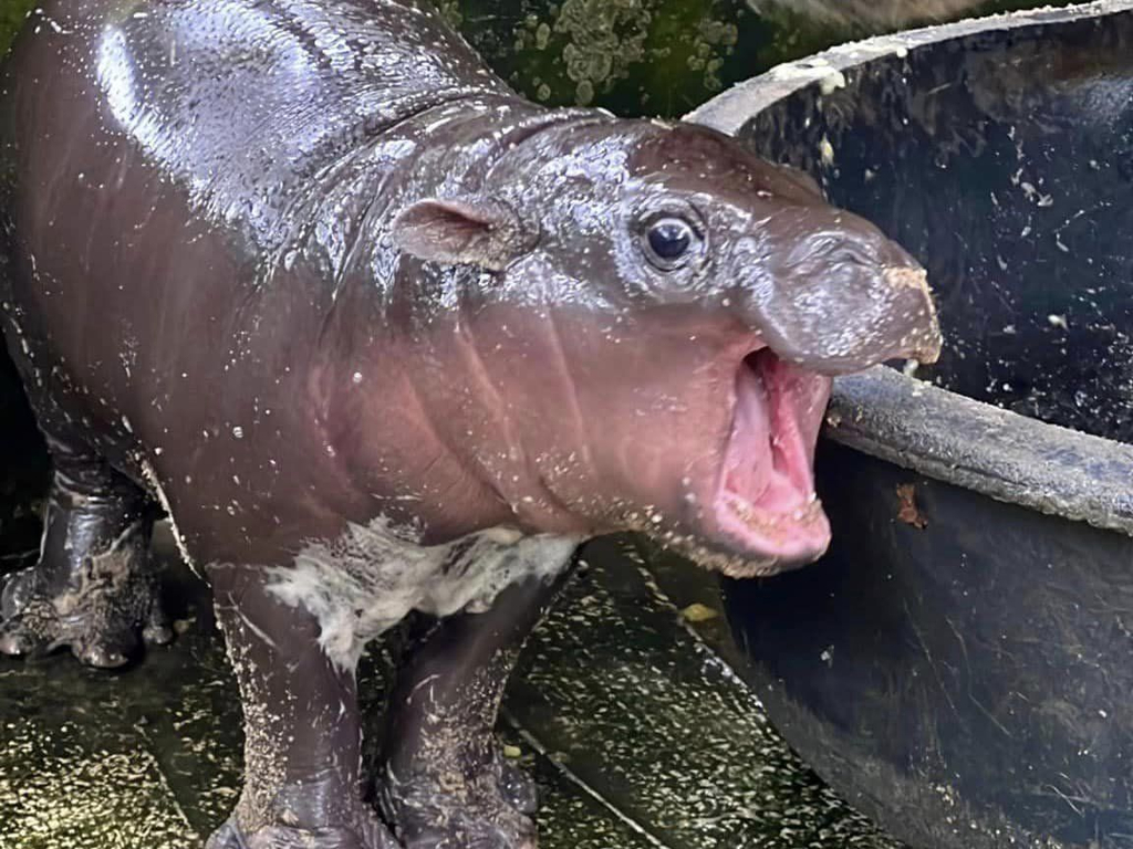 Moo Deng, Pygmy Hippo, Khao Kheow Open Zoo