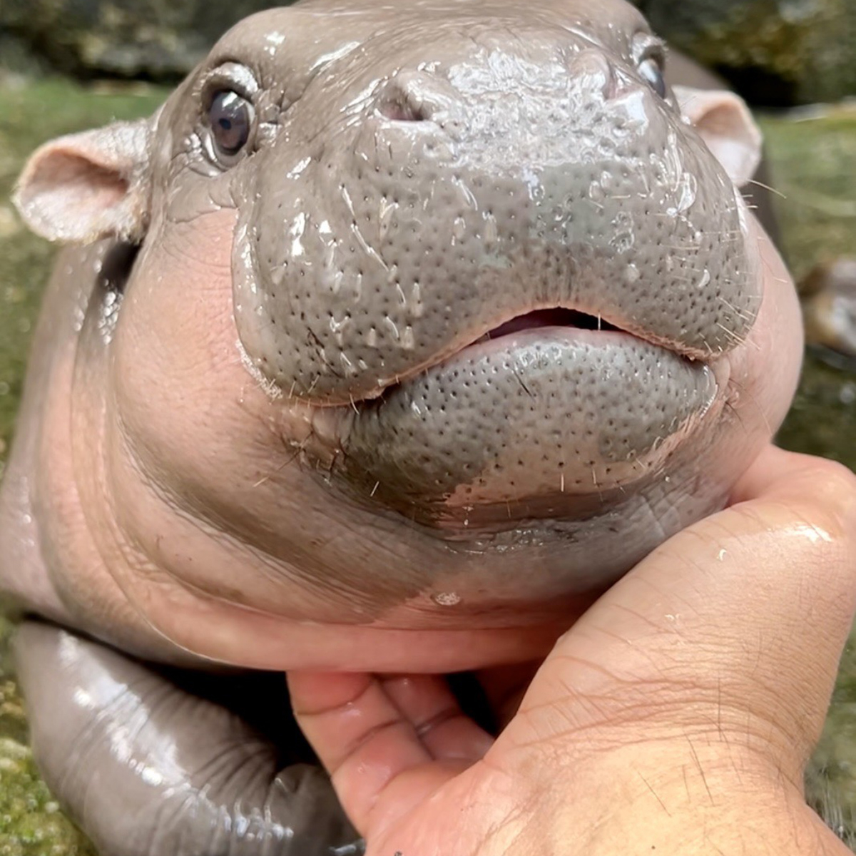 Meet Little Moo Deng, the Playful Baby Hippo Who Is Stealing Hearts ...