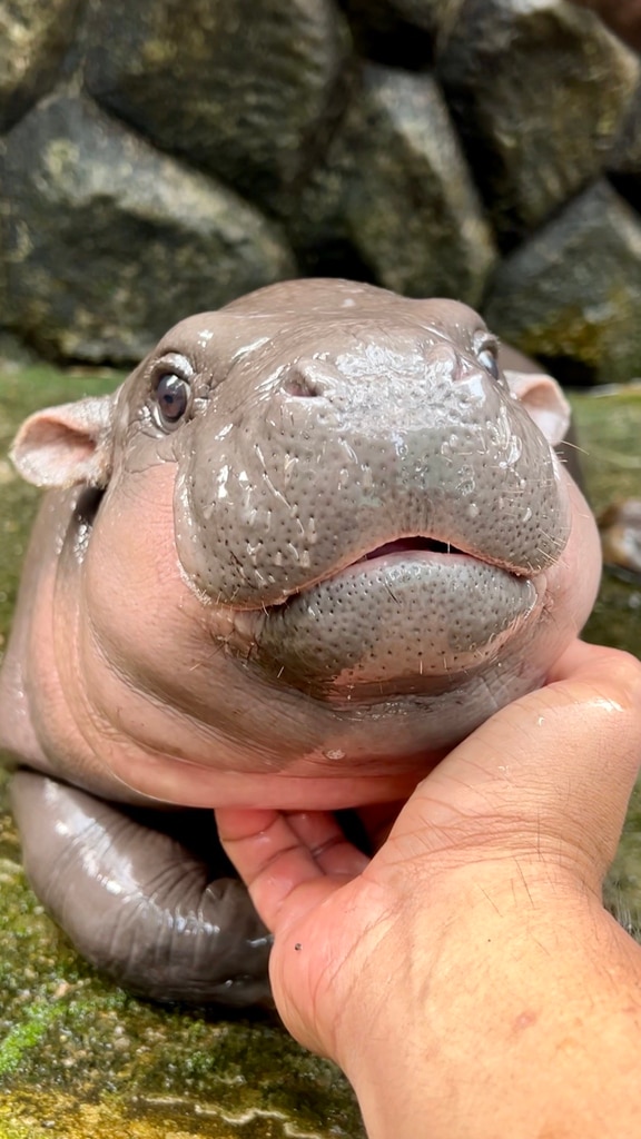 Meet Little Moo Deng, the Playful Baby Hippo Who Is Stealing Hearts