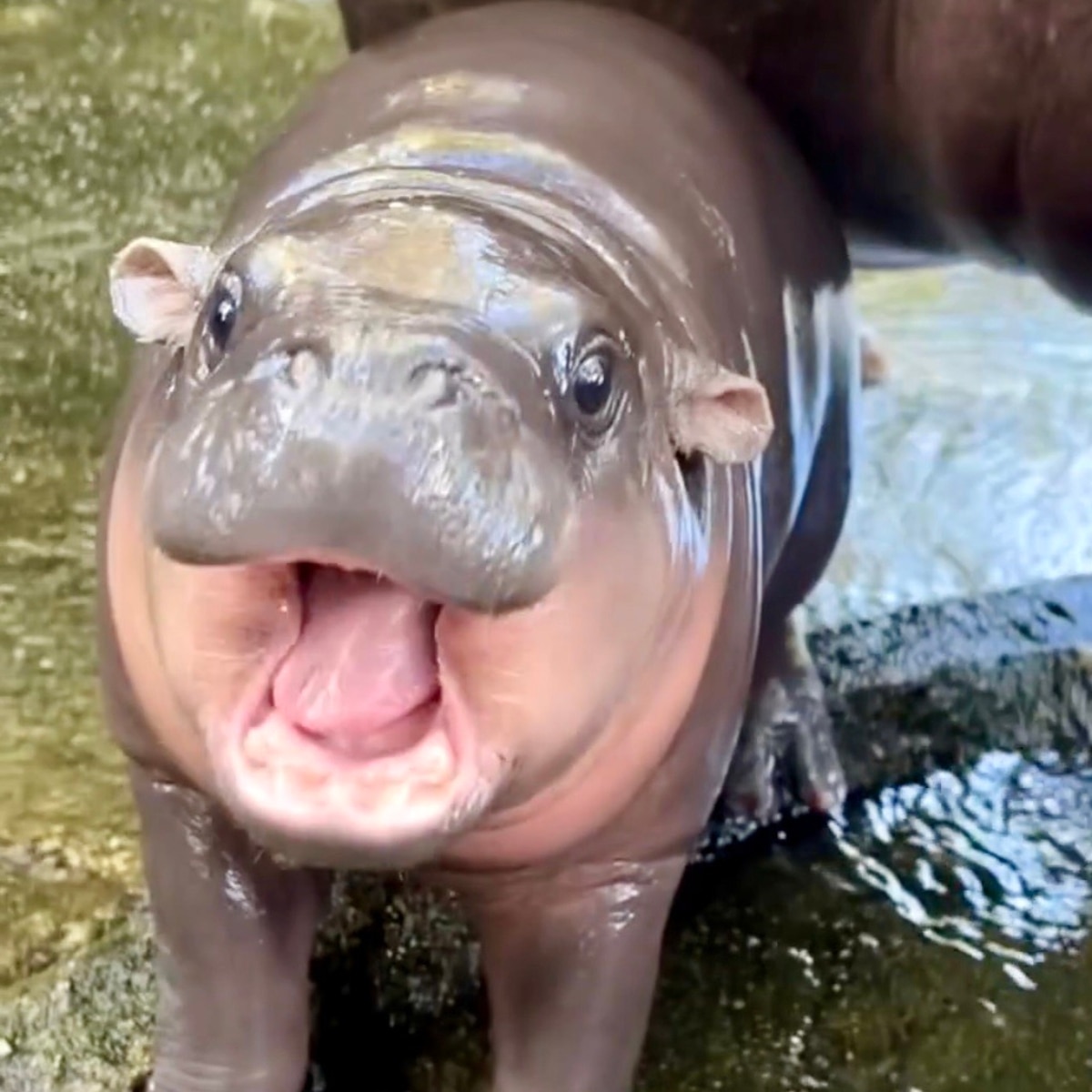 Moo Deng, Pygmy Hippo, Khao Kheow Open Zoo