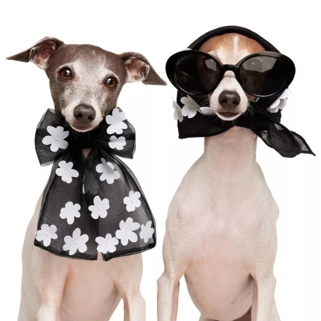 Target dog jumper 2025