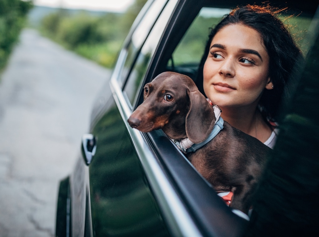 Amazon prime pet fashion carrier