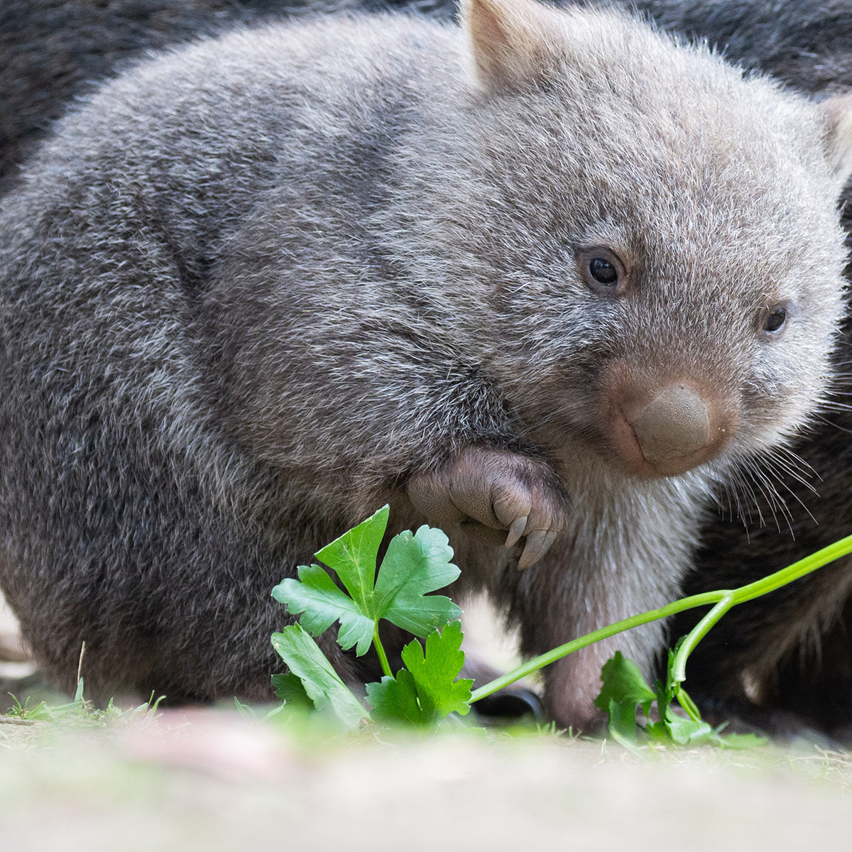 Influencer Sam Jones Facing Backlash After Taking Screaming Baby Wombat From Mom in Video - E! Online