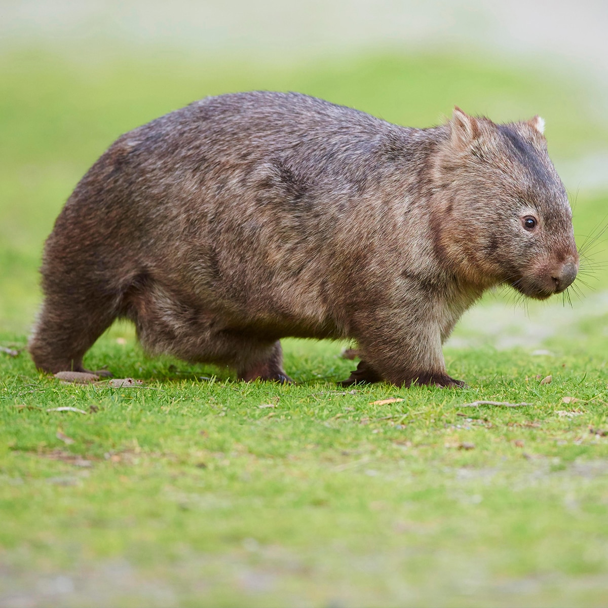 Sam Jones, influencer Amerika yang menyambar bayi wombat di Australia, memecahkan keheningannya.