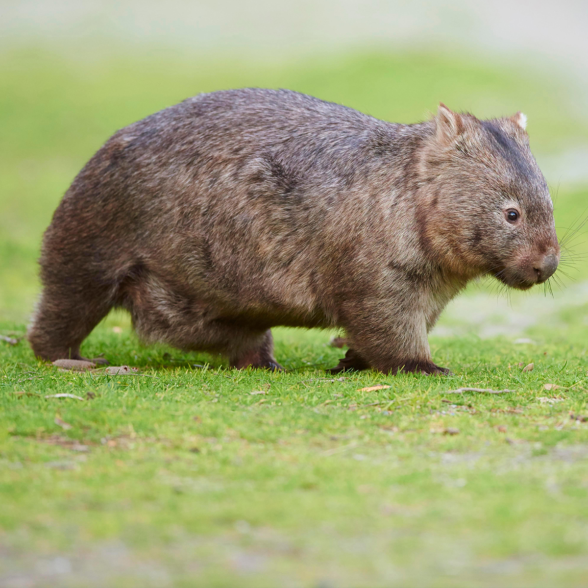 Influencer yang menyambar bayi wombat Australia bertepuk tangan di backlash