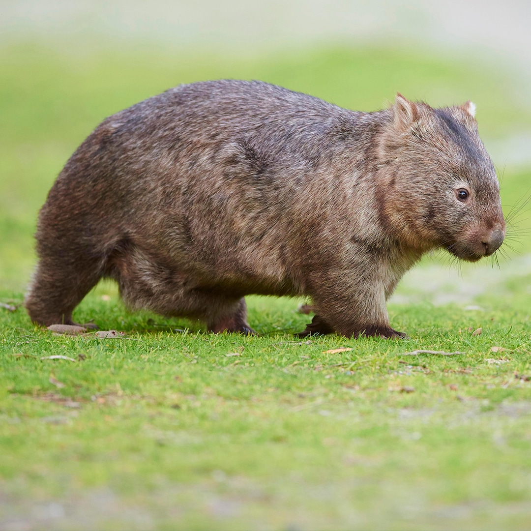 Influencer Who Snatched Baby Wombat From Mom in Australia Breaks Silence on Backlash – E! Online Influencer Who Snatched Baby Wombat From Mom in Australia Breaks Silence on Backlash – E! Online