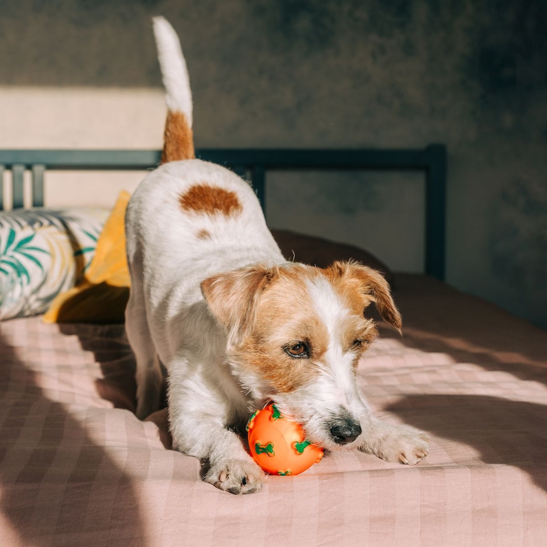 Spoil Your Dog With These Gifts, Because Why Not? Spoil Your Dog With These Gifts, Because Why Not?