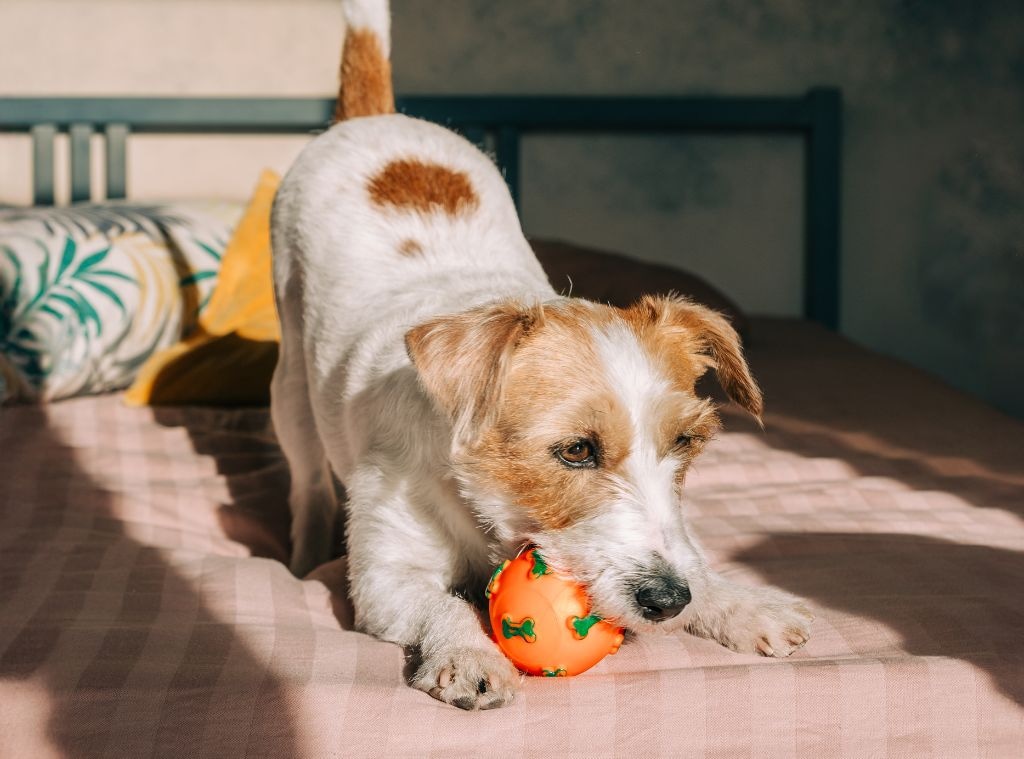 National Pet Day Hero Image.jpg