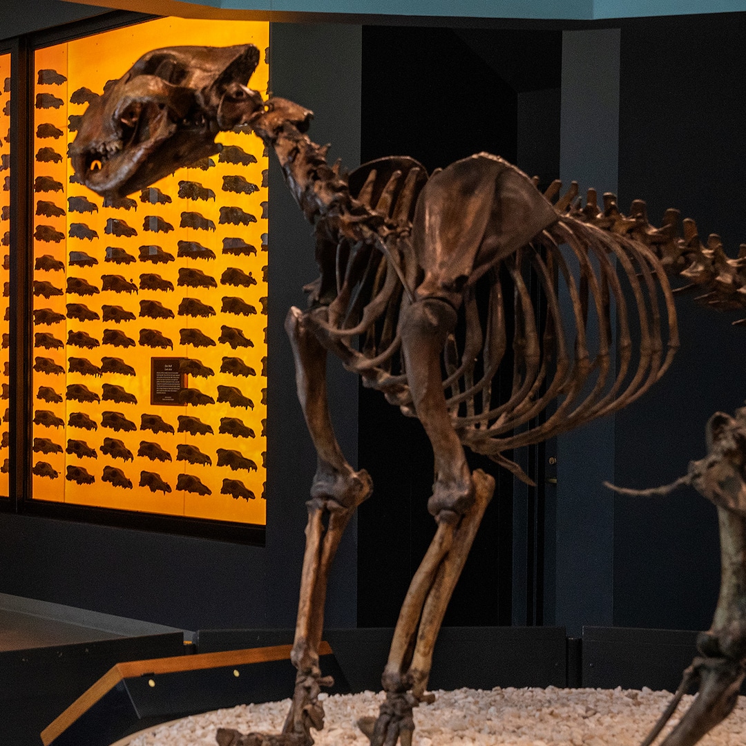 Game of Thrones’ Dire Wolf Species De-Extinct After 10,000 Years Game of Thrones’ Dire Wolf Species De-Extinct After 10,000 Years