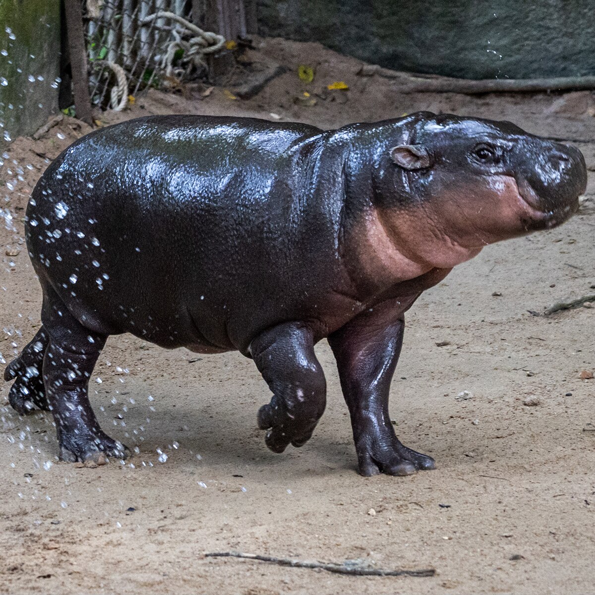Moo Deng celebrates her first birthday.