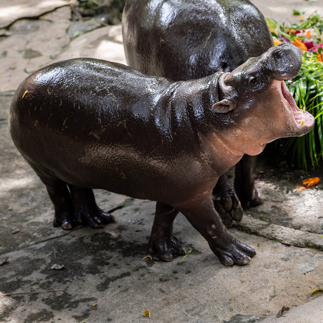 Moo Deng’s First Birthday: Inside the Celebration Moo Deng’s First Birthday: Inside the Celebration