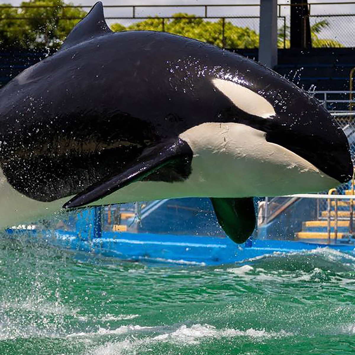 Did an Orca Kill Trainer Jessica Radcliffe? Viral Clip Explained