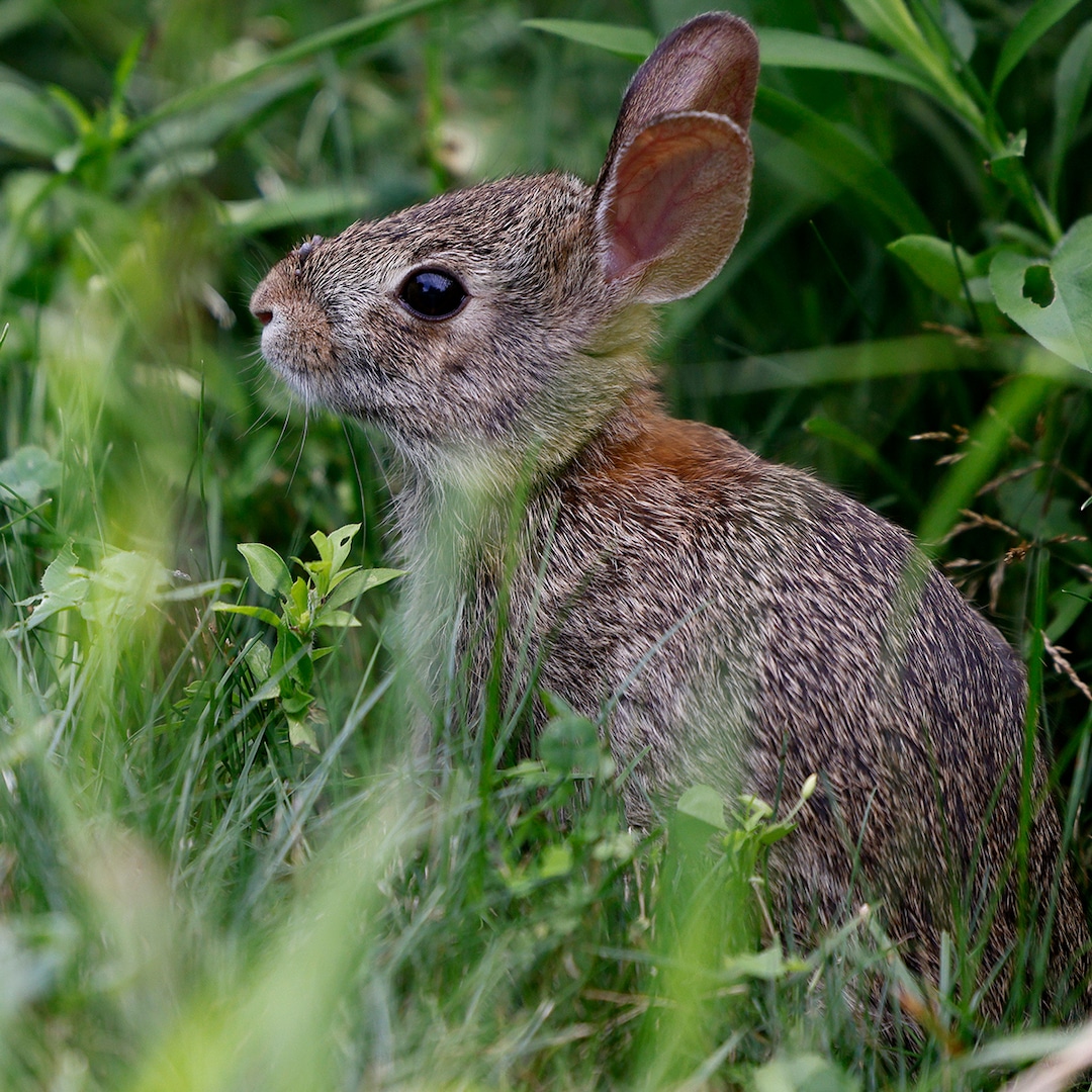 Colorado Rabbits Growing Tentacle-Like Horns: The Truth
