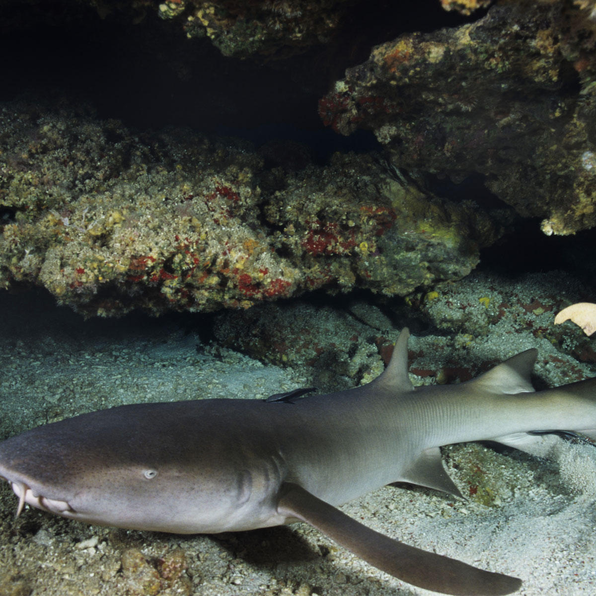 
                        Hereâ€™s Why an Orange Shark Was Discovered in Costa Rica
           ...
