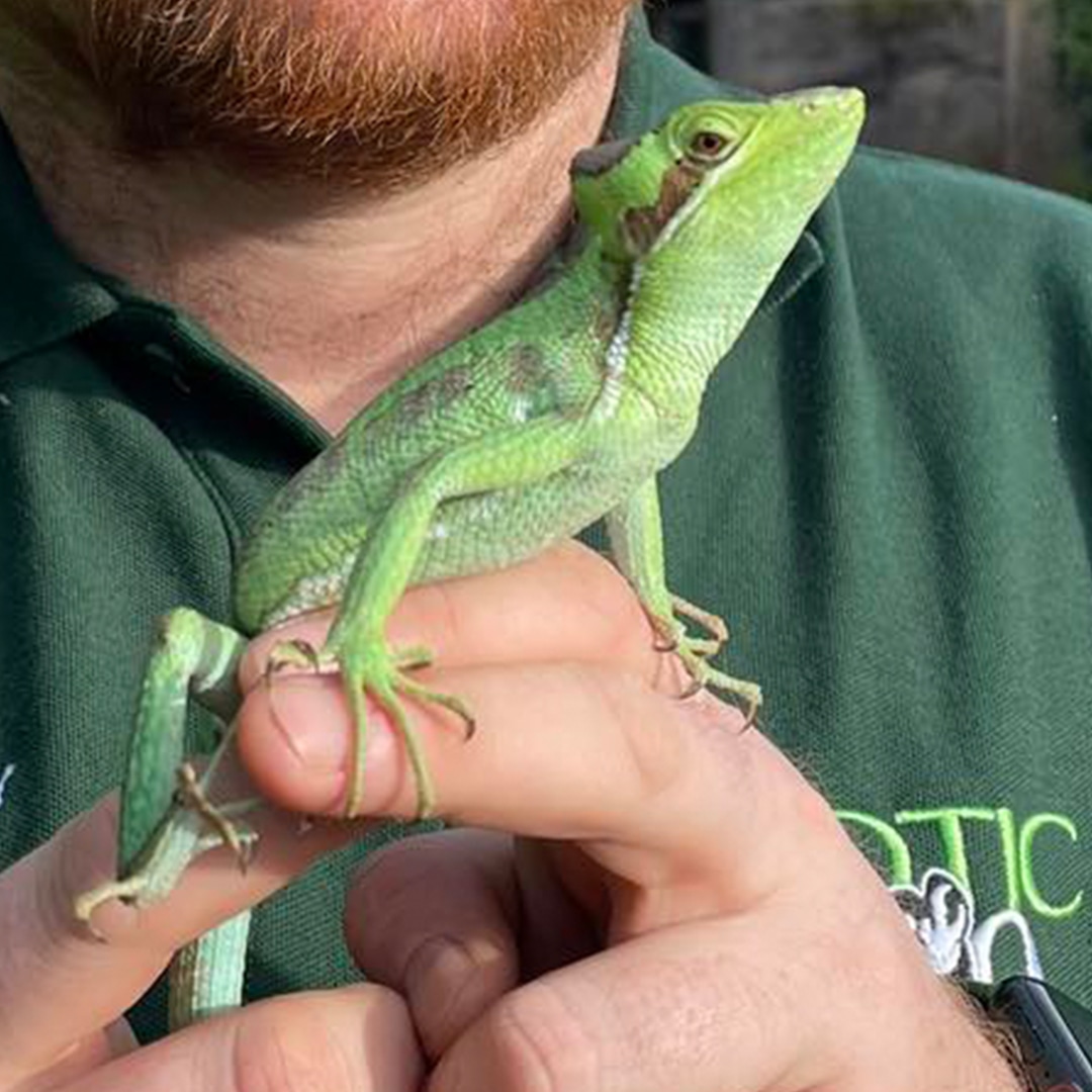 Female Iguana at U.K. Zoo Has Babies Without Any Male Contact in “Virgin” Birth Female Iguana at U.K. Zoo Has Babies Without Any Male Contact in “Virgin” Birth