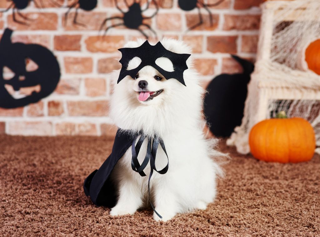 petcostumes hero image.jpg