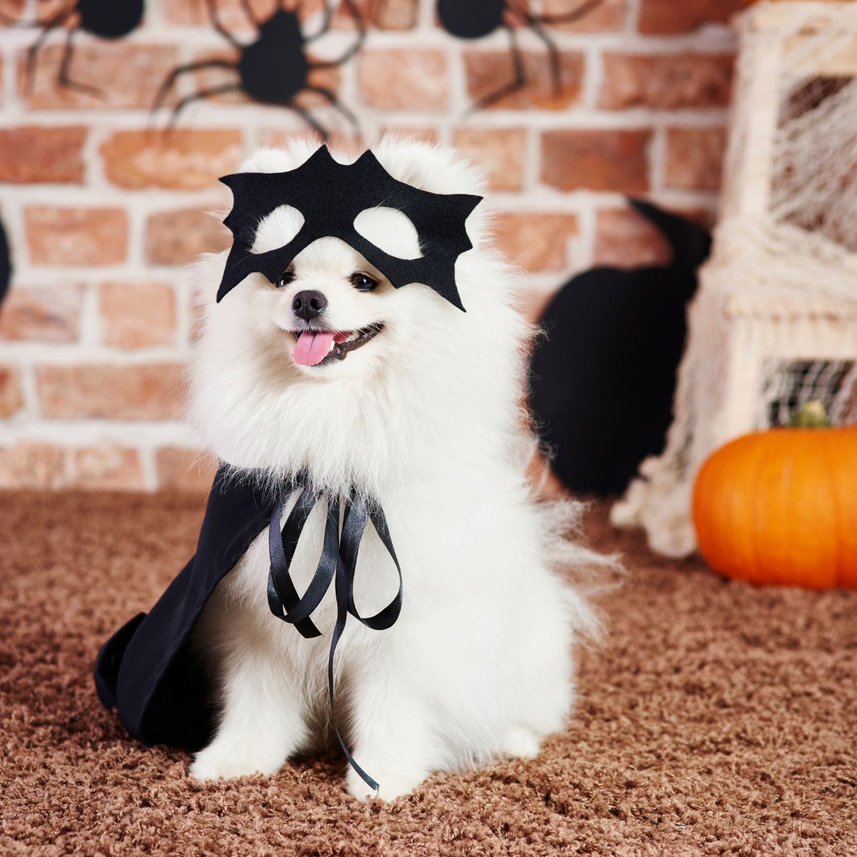 Funny and cute pet costumes for Halloween