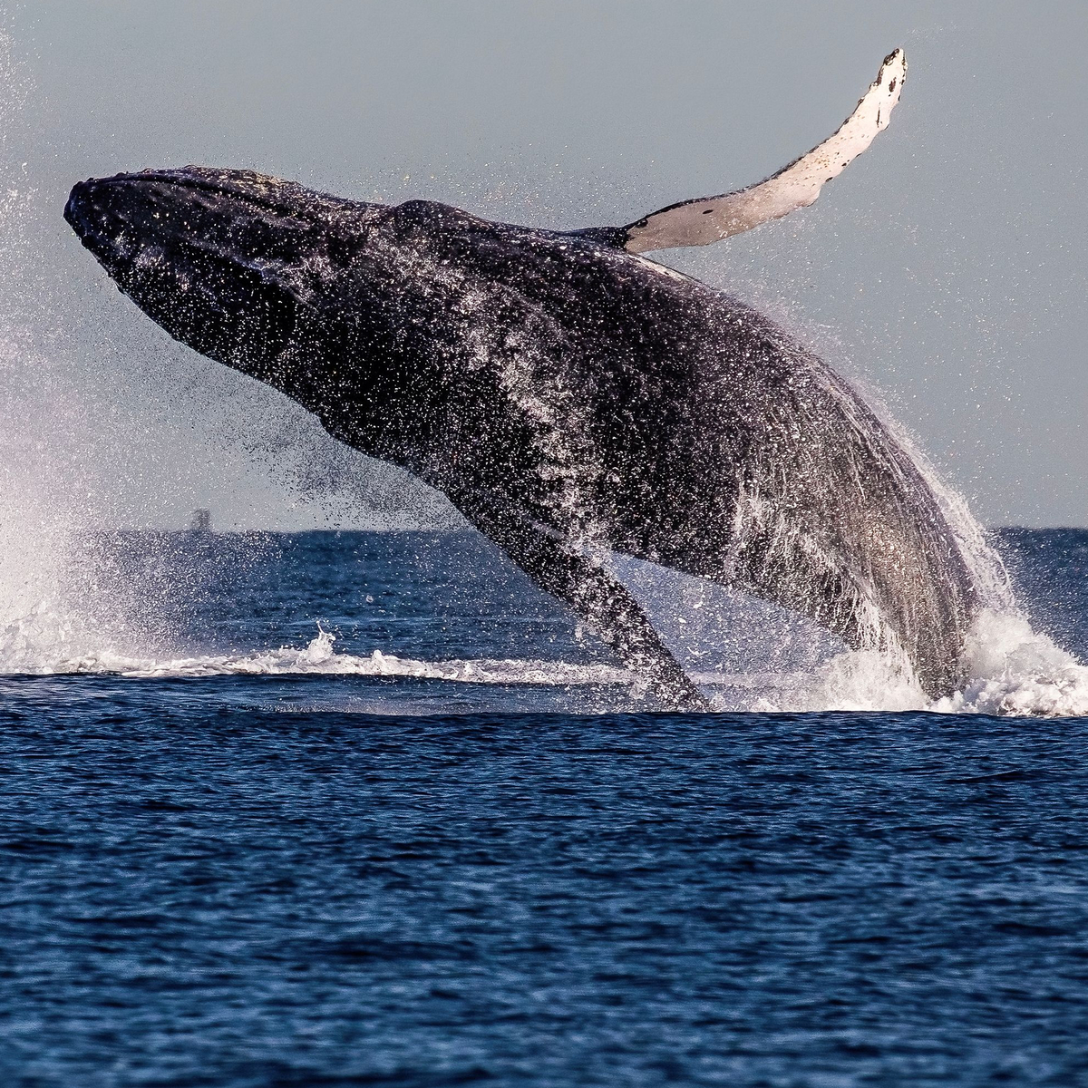 Humpback Whale Briefly Swallows Kayaker in Video