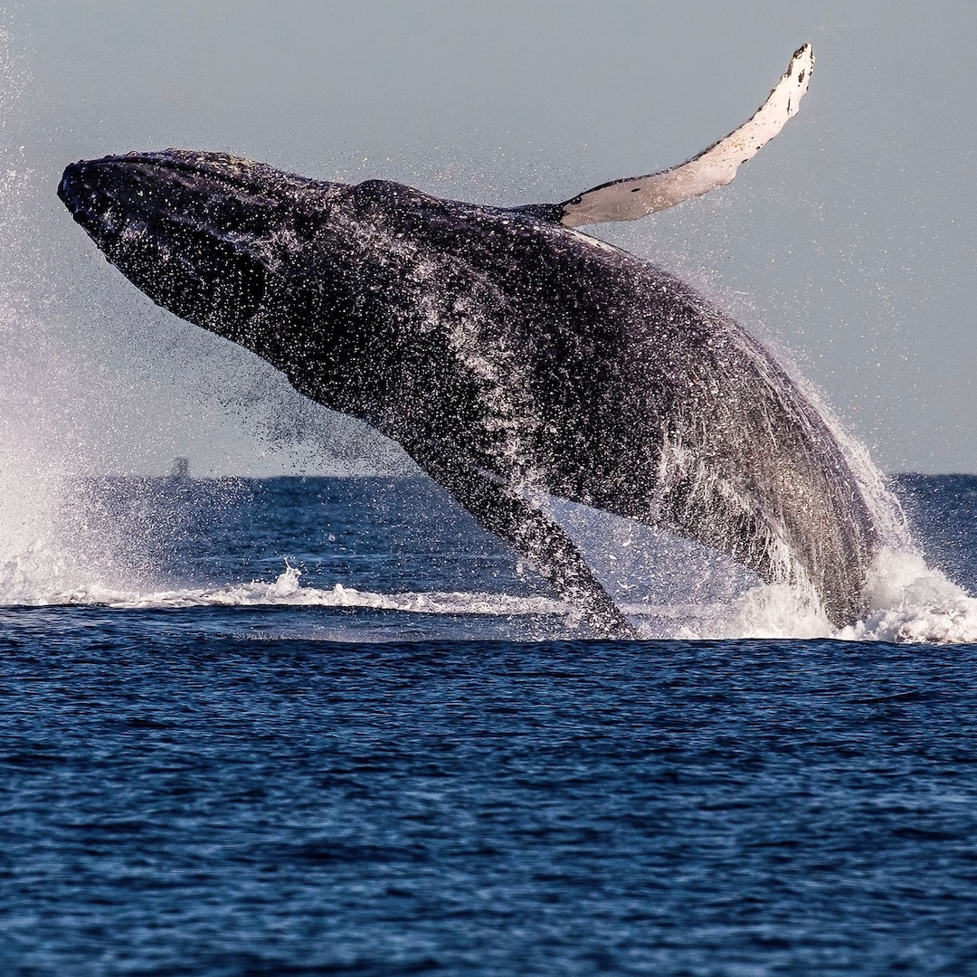 Humpback Whale Swallows Kayaker Before Spitting Him Out in Viral Video - E! Online