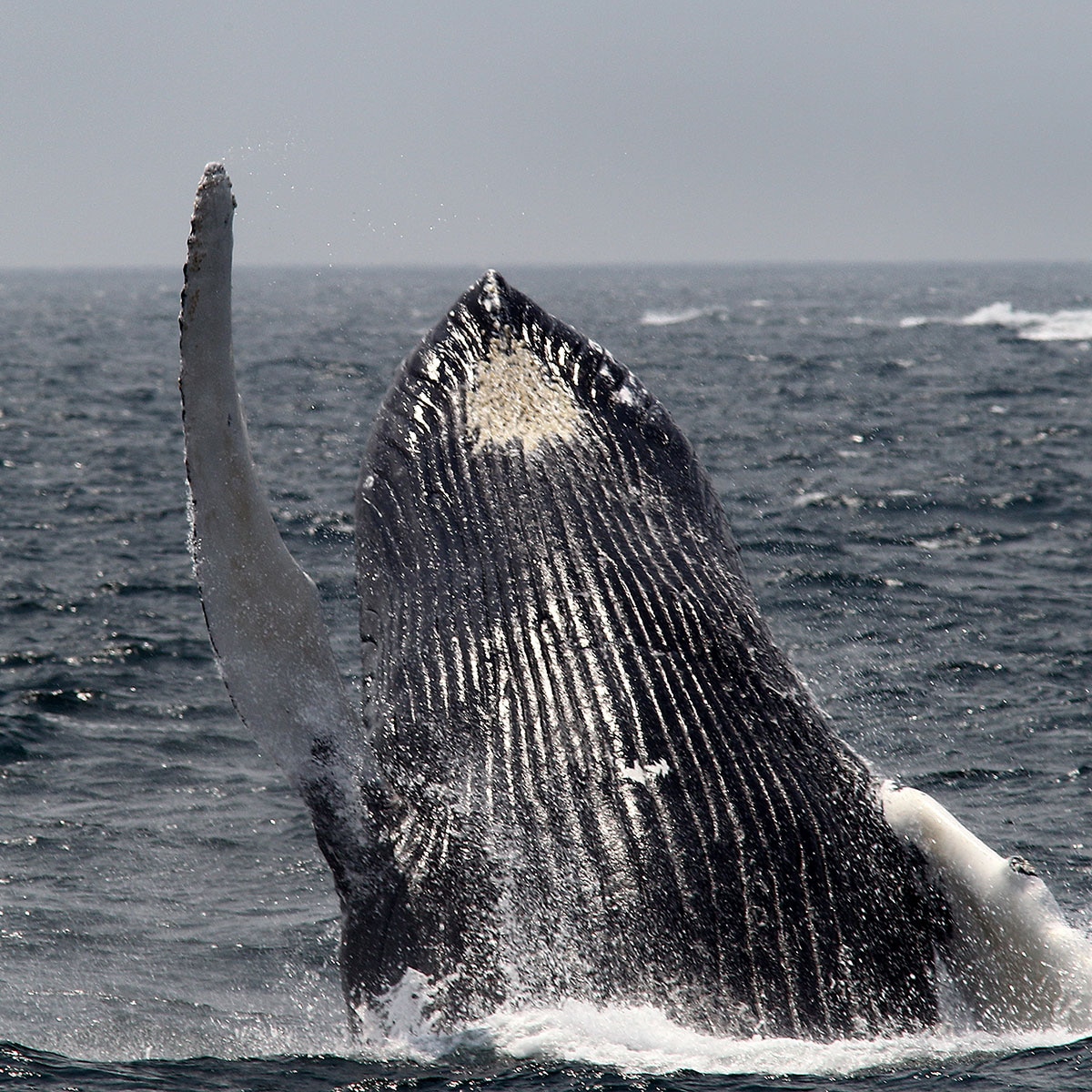 Humpback Whale, 2017