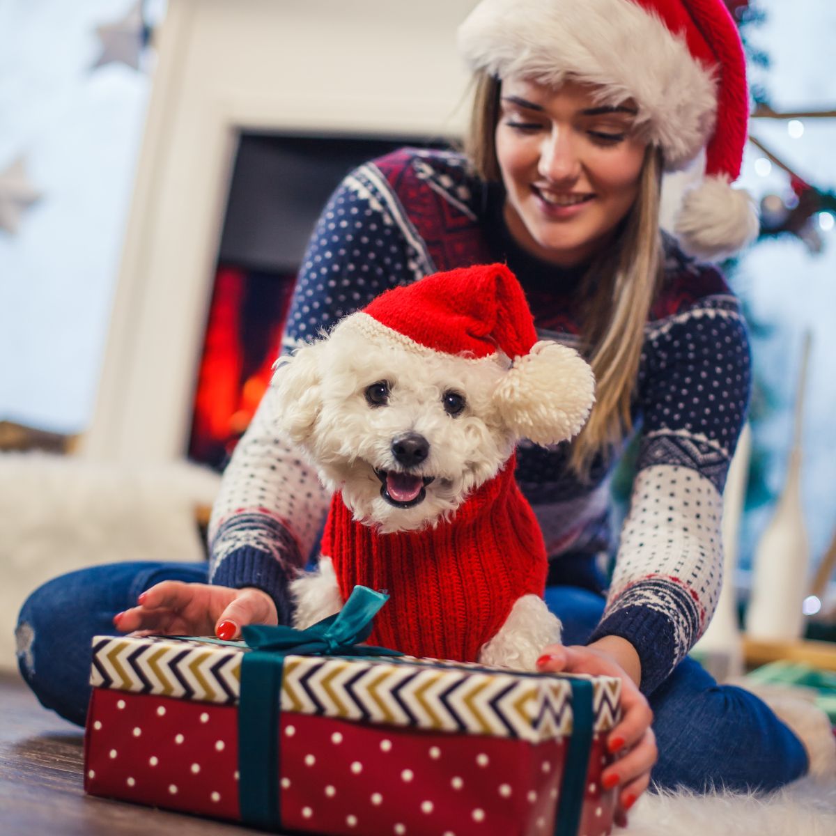 dogfits thumbnail.jpg