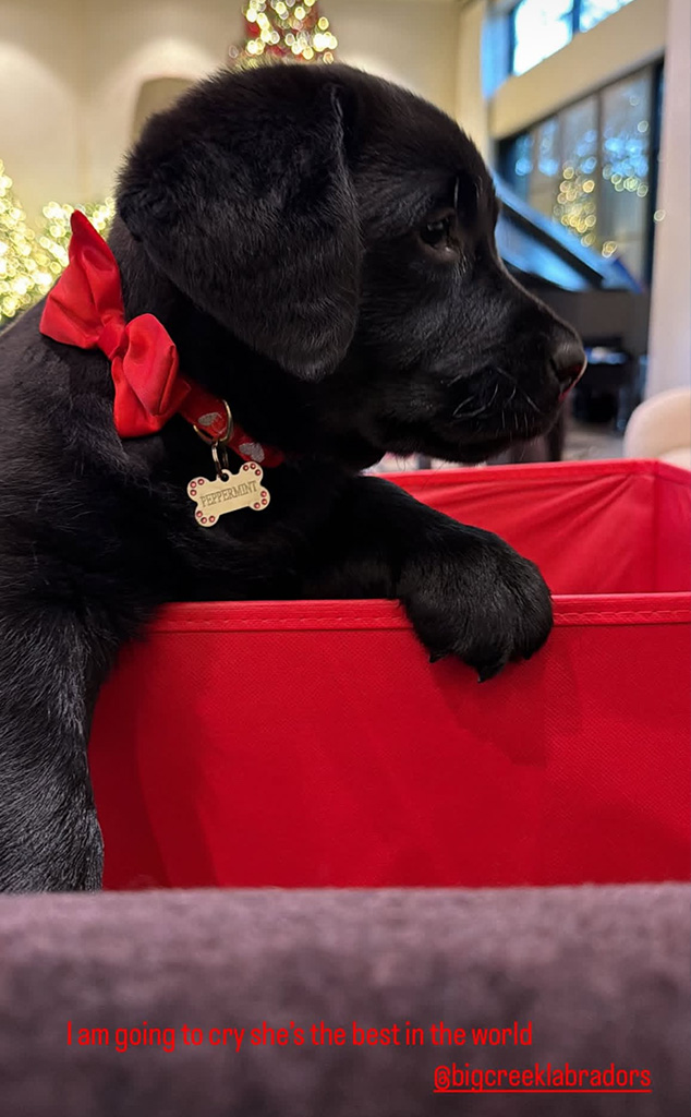 Khloe Kardashian Dog