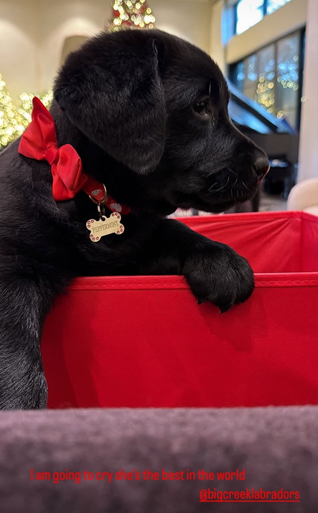 Khloe Kardashian Dog