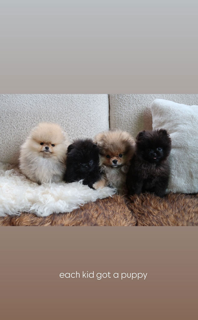 Kim Kardashian comparte foto de sus nuevos perros