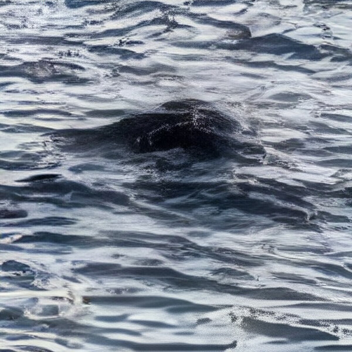 First Loch Ness Monster Sighting of 2025 Reported: All the Details