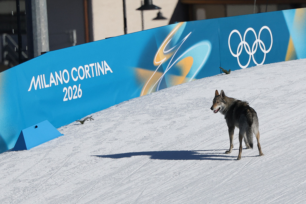 Dog crashes ski race, Olympics 2026