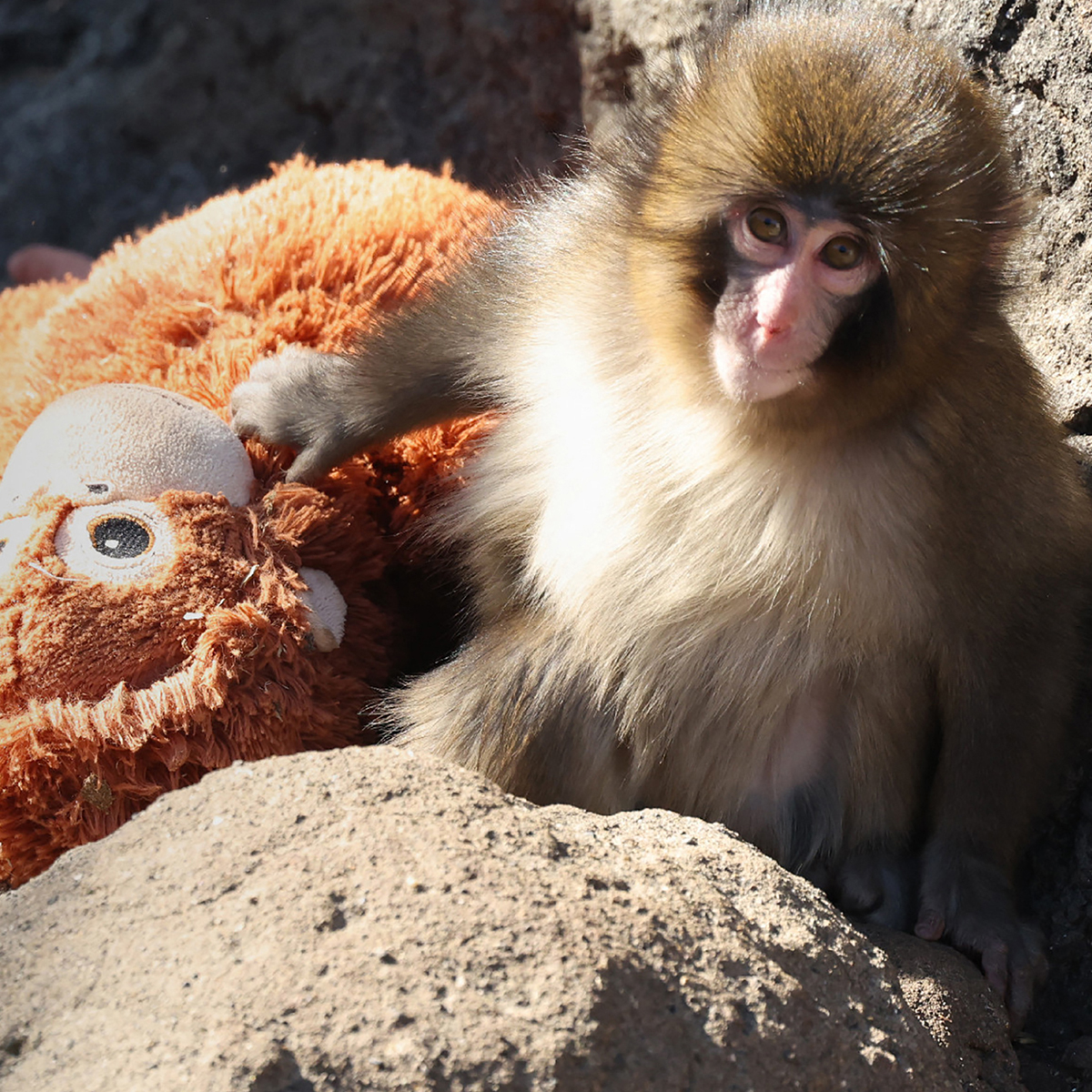 Zoo Responds to Claim That Punch the Monkey Is "Being Bullied"