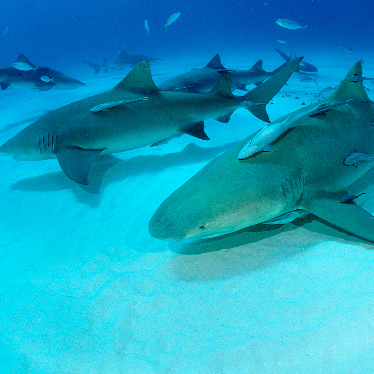 Bahamian Sharks Test Positive for Cocaine & Painkillers in New Study