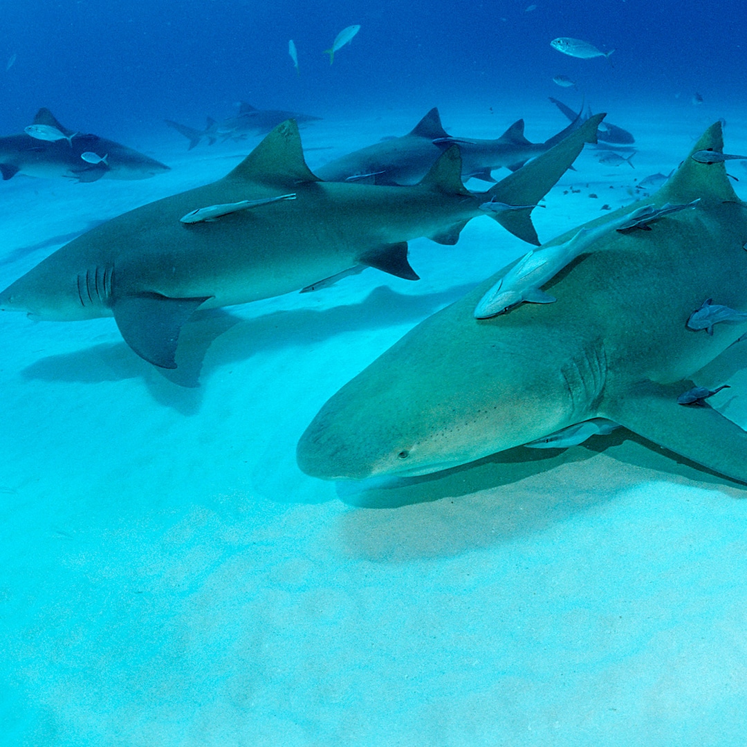 Sharks in Bahamas Test Positive for Cocaine, Painkiller in New Study Sharks in Bahamas Test Positive for Cocaine, Painkiller in New Study